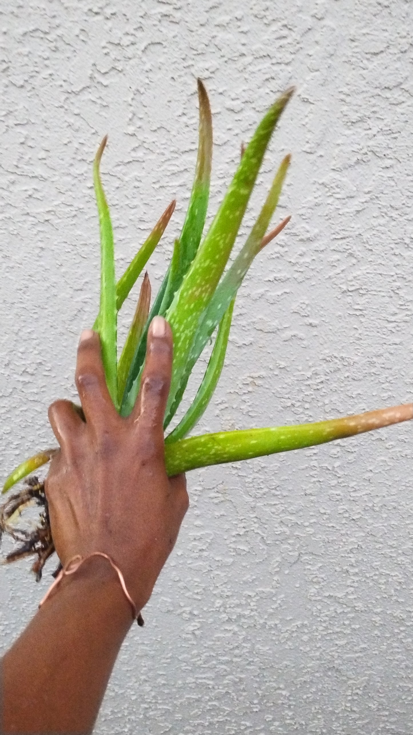 Aloe Vera Plant