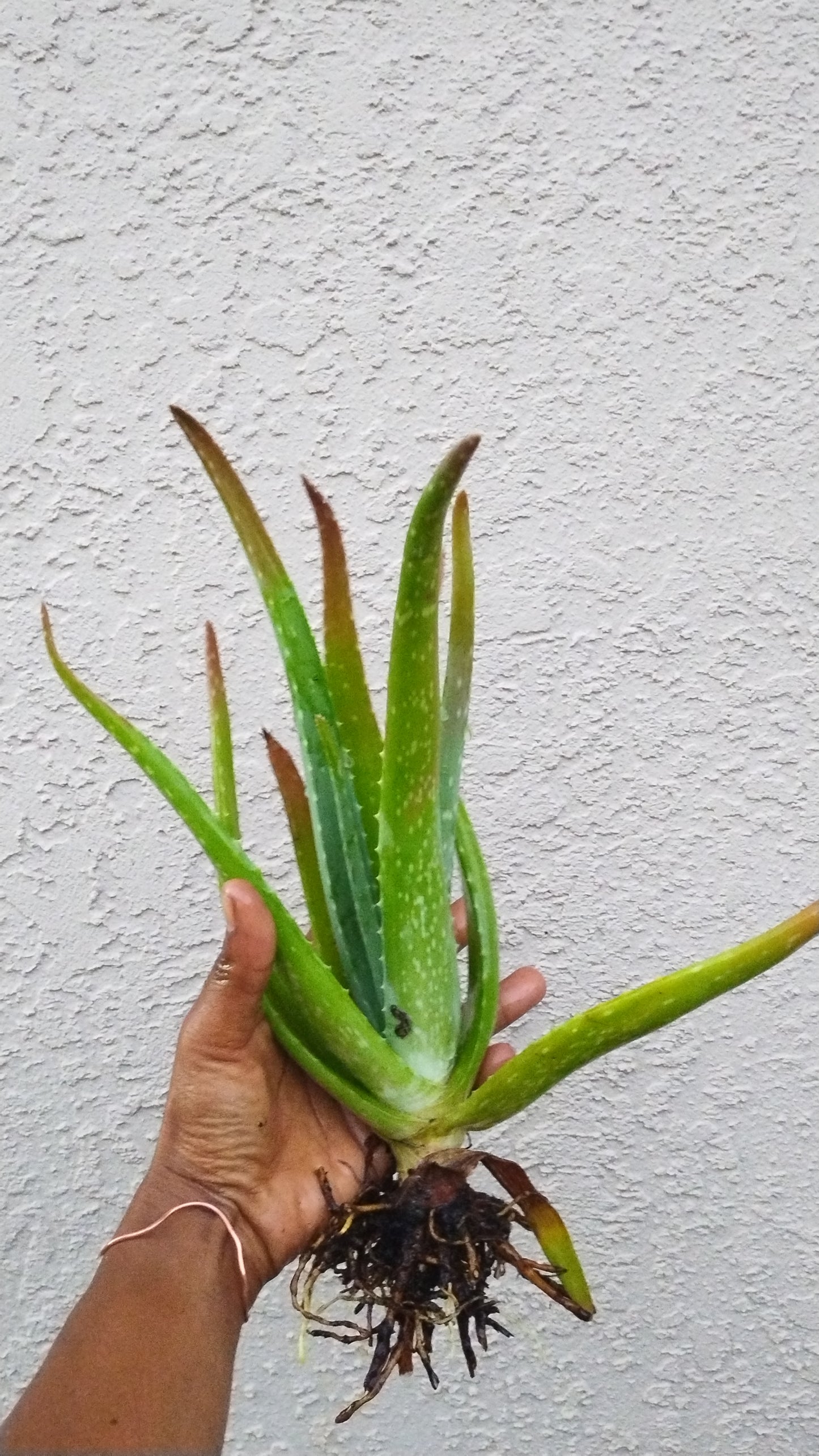 Aloe Vera Plant