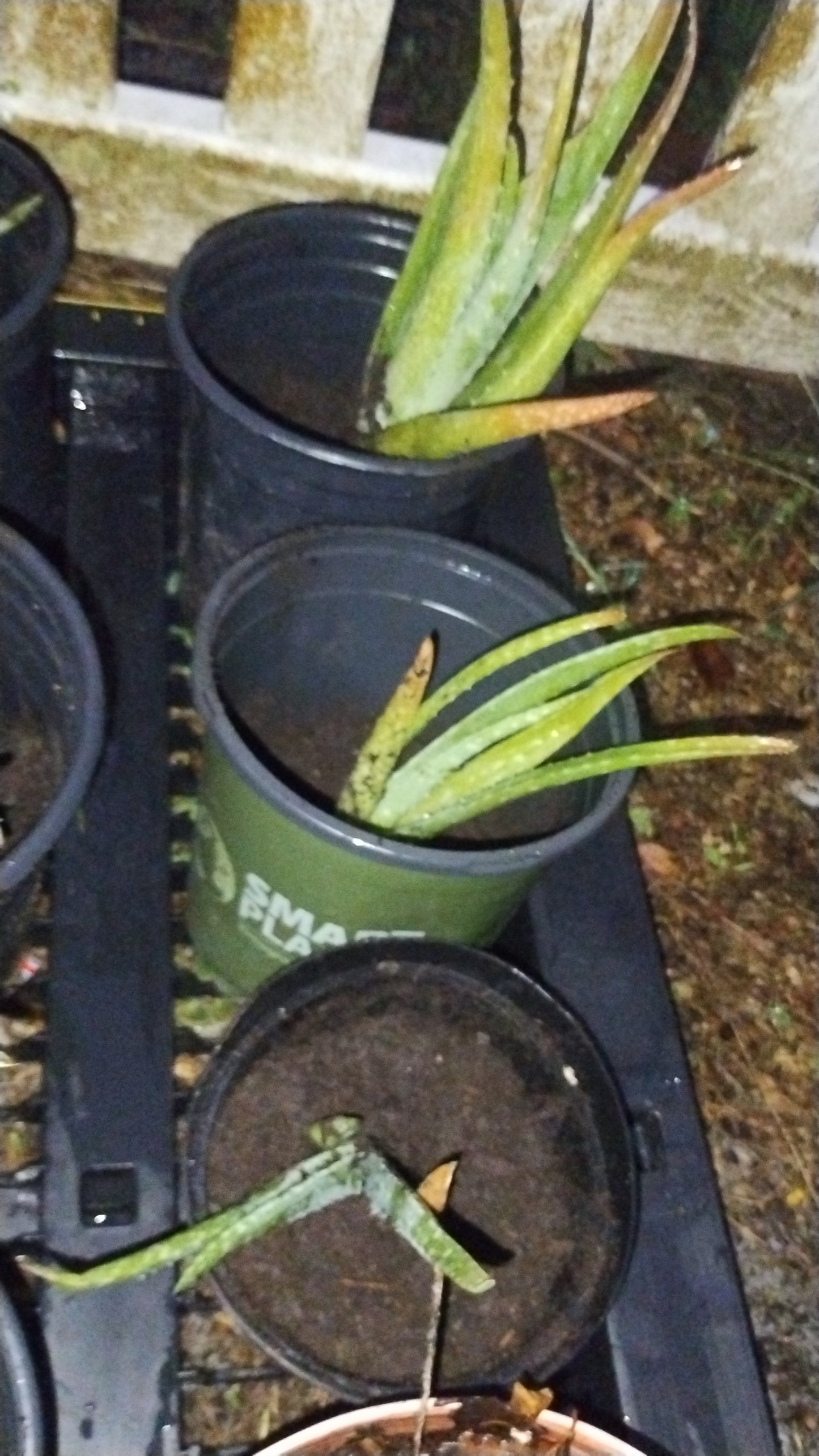 Aloe Vera Plant